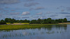 champ de rorippe amphibie (cresson jaune) dans l'étang Quinson