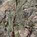 Khumbu, Himalayan Forest, Herbal Cobweb on a Tree