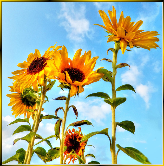 Sunflowers... ©UdoSm