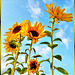 Sunflowers... ©UdoSm