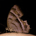 ButterflyIMG_2861