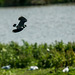 A lapwing in flight2