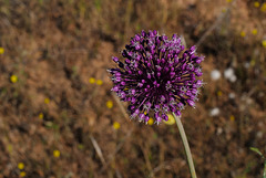 Allium ampeloprasum, Amaryllidaceae