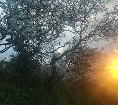 Blackthorn blossom and sunset.
