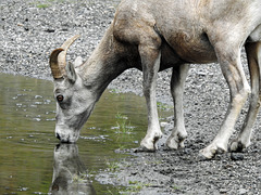Thirsty Bighorn Sheep