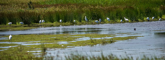 A line of egrets from the Marsh Covert Hide