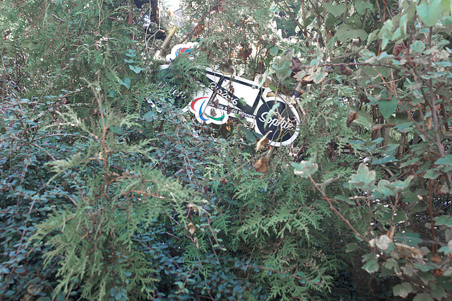 Bike in the bush