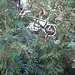 Bike in the bush