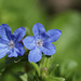 Lithospermum diffusa, Heavenly blue