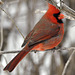 january cardinal tc CSC 1607