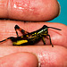 GrasshopperIMG_2846