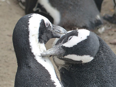 African Penguin - 15 May 2019