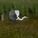 A little egret in flight