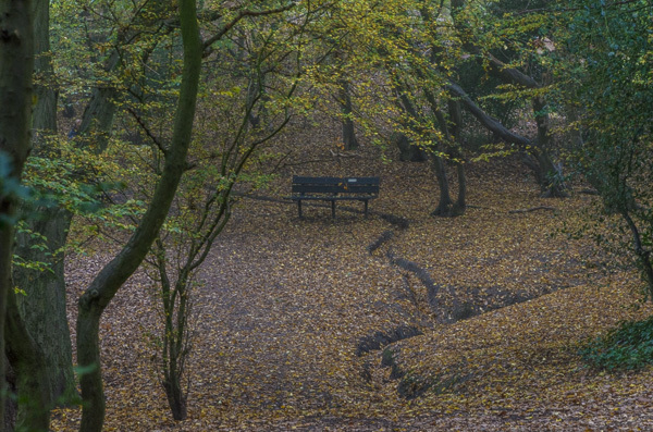 Bench in hollow