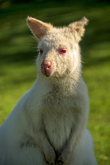 White Wallaby