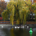 Berlin-Kreuzberg: Herbstidylle am Landwehrkanal - Autumn idyll at the Landwehr Canal