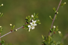 Sloe (Blackthorn) blossom
