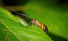 Die Langhorn Motte schwirrt rum :))  The longhorn moth is buzzing around :)) Le papillon de nuit longicorne bourdonne autour :))