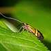 Die Langhorn Motte schwirrt rum :))  The longhorn moth is buzzing around :)) Le papillon de nuit longicorne bourdonne autour :))
