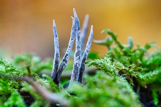 Wunderwelt der Pilze - Mushroom wonderland