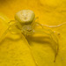 IMG 0205 Crab Spider-3