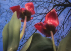 Pinhole Tulips under the Tree (without lens)