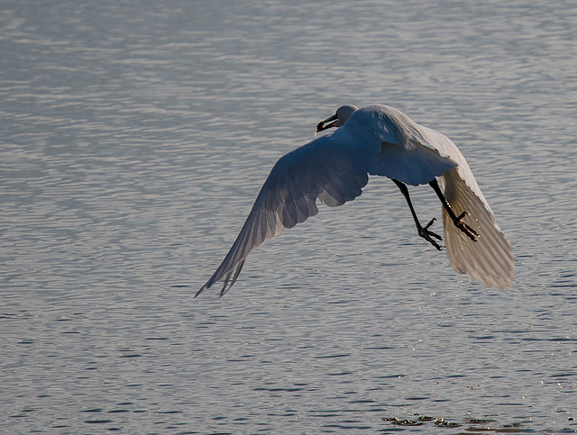 A little egret with its lunch - Copy