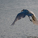 A little egret with its lunch - Copy