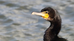 Portrait du Grand cormoran