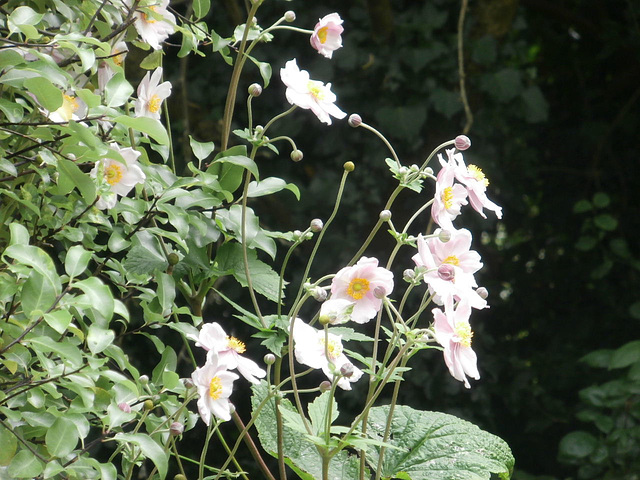 The Japanese anemone is growing against the pittosporum tree