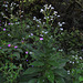 20110925-5882 Adelocaryum lambertianum (C.B.Clarke) R.R.Mill
