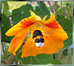 Bumblebee at Kapuzinerkresse. ©UdoSm