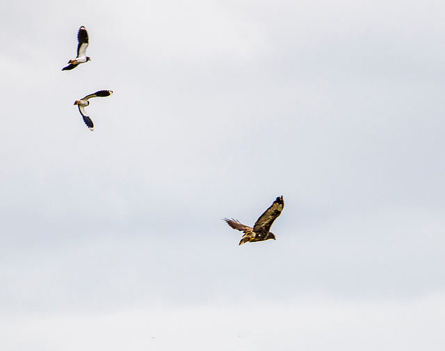 A marsh harrier with two lapwings which were trying to chase it off