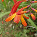 The montbretia is still flowering beautifully