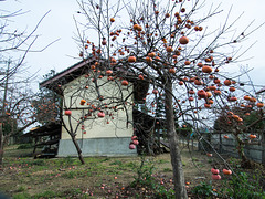 House with persimmon tree