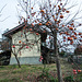 House with persimmon tree