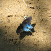 Pipevine swallowtail (male)