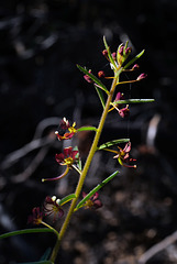 Cleome violacea, Brassicales
