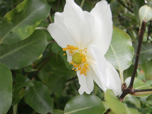 Anemone among the pittosporum Anemone among the pittosporum