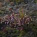 Arctostaphylos uva-ursi, Canada L1010125