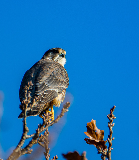 A merlin, our smallest raptor