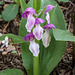 Galearis spectabilis (Showy orchis)