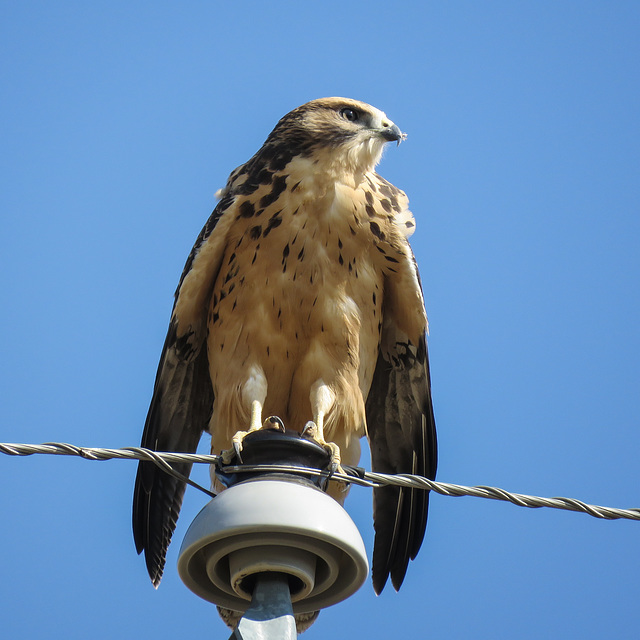 Swainson's Hawk juvenile