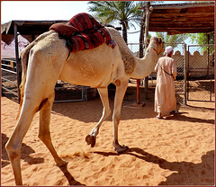 AbuDhabi : Al Heritage Village il dromedario è accompagnato nel suo recinto