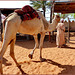 AbuDhabi : Al Heritage Village il dromedario è accompagnato nel suo recinto