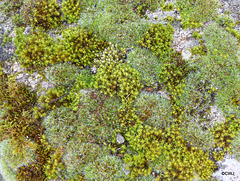 Mosses growing on rock