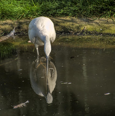 Egret reflection