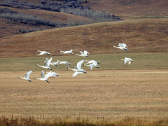 Tundra Swans in flight