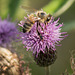 Bee on Thistle