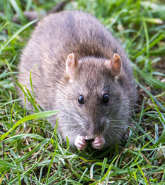 A rat at  RSPB Burton wetlands